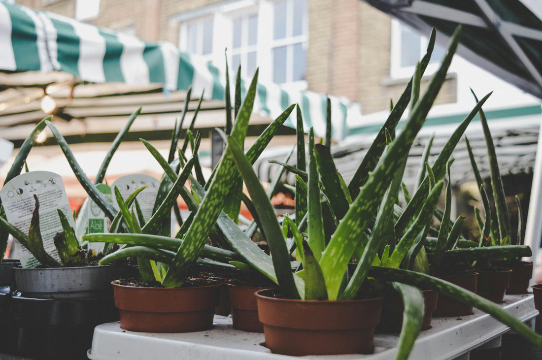 Why Aloe Vera Is Your Lips' Best Friend: Top Tips And Tricks